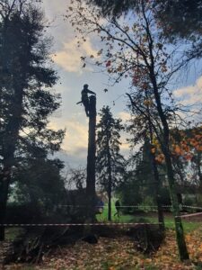Tree-climbing